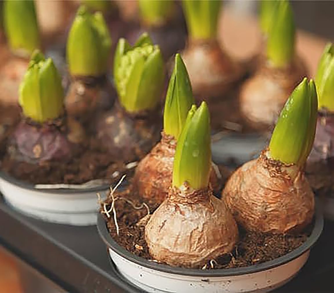 5 Sweet Invitation Hyacinth Bulbs - Bare Root, 16-17 cm, Zones 4-10 (Pre-Chilling Required for Zones 8-10), Gorgeous Spring Blooms