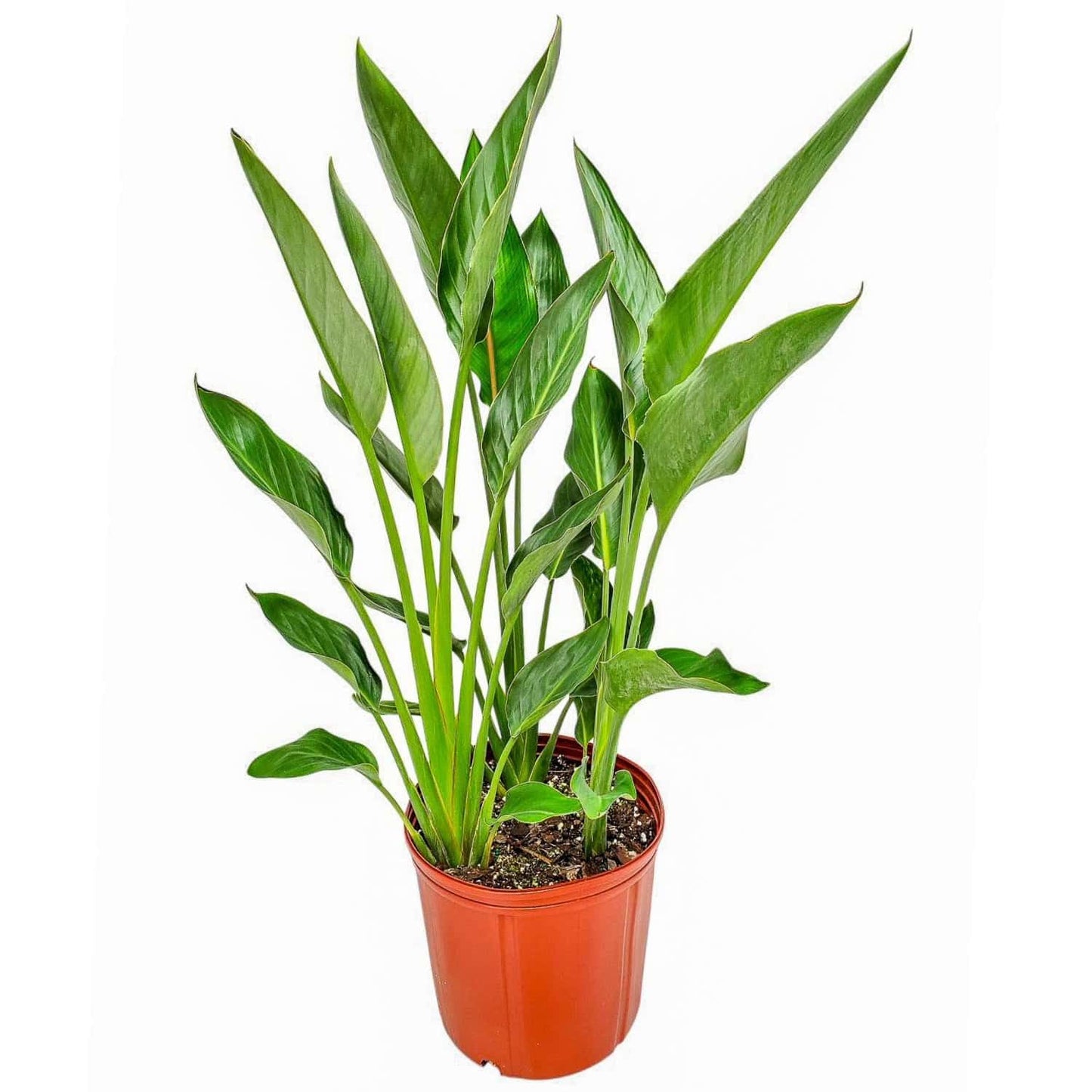 Tropical Plants of Florida Bird of Paradise Live Plant Orange Flower with Fertilizer and Soil - 3 Gallon 30 to 36 Inch Tall Indoor Outdoor Tropical Foliage Plant