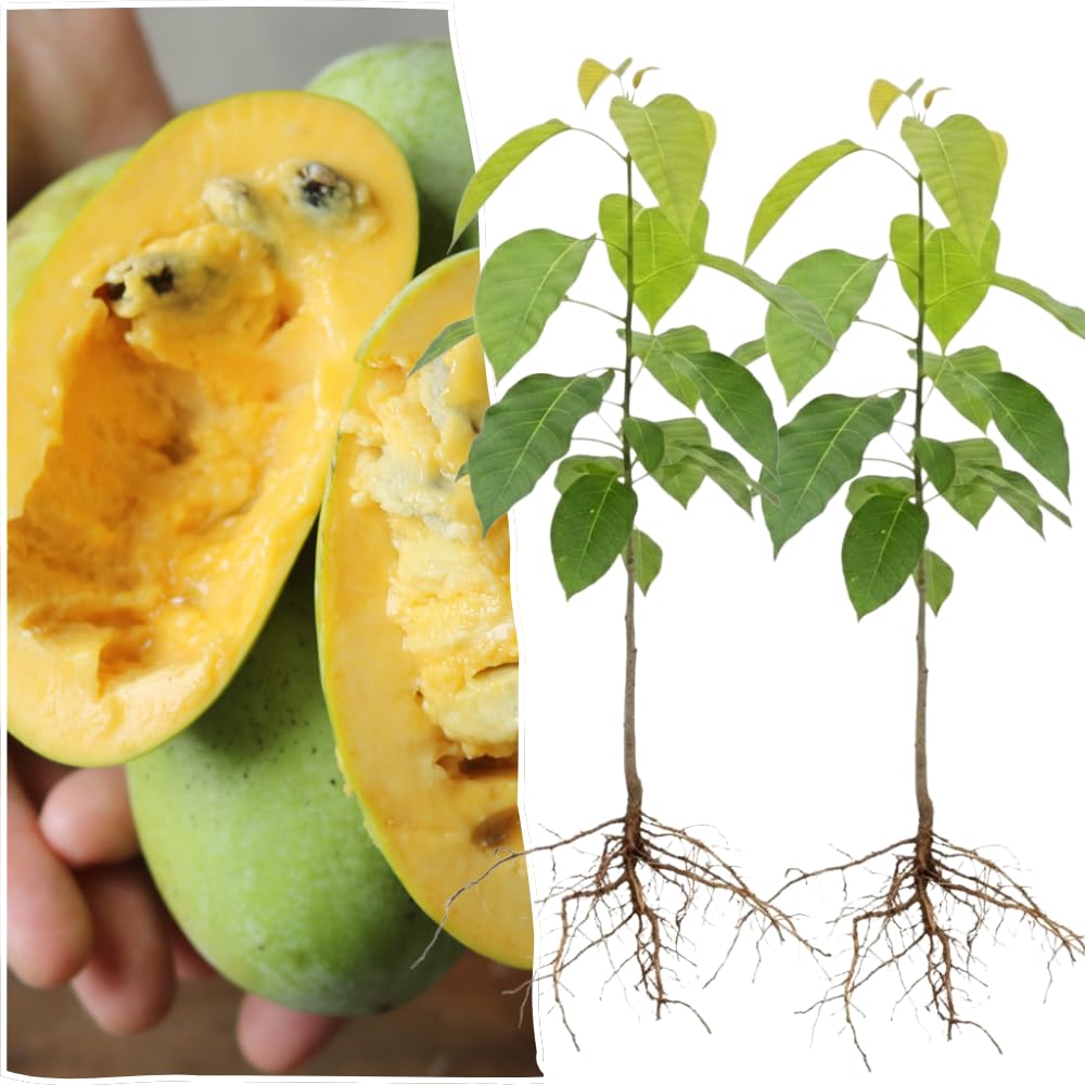 3 Pawpaw Trees Live Plants, 1 Year Old Paw Paw 7 to 12" Tall Bare Roots, Dormant in Winter