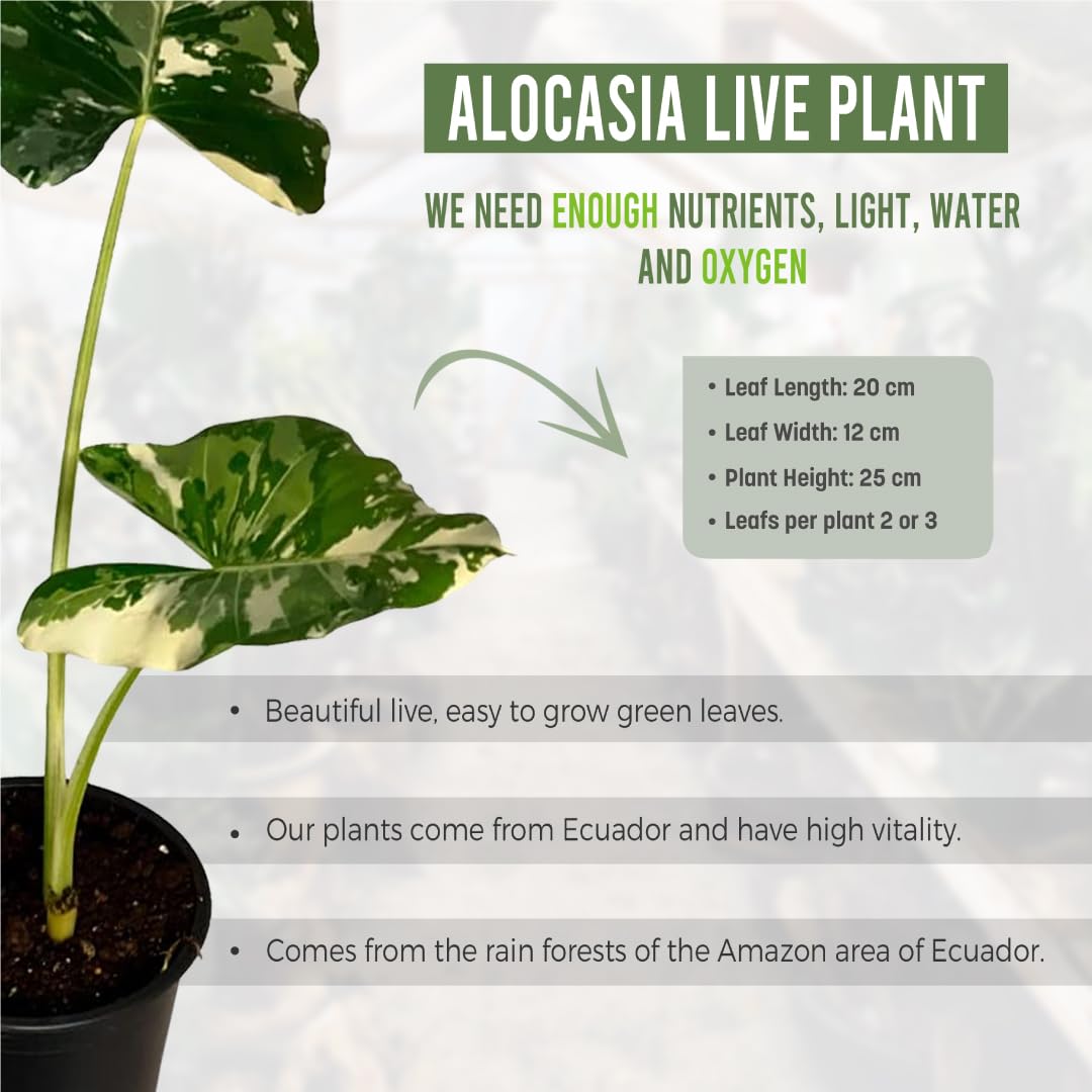 LEAL PLANTS ECUADOR Alocasia Macrorrhiza Variegated (Pack of 2),| Alocasia Live Plant, Variegated Live houseplant| Rare Indoor Plants, Perfect for Home Decor, Unique Gift for Plant Lovers