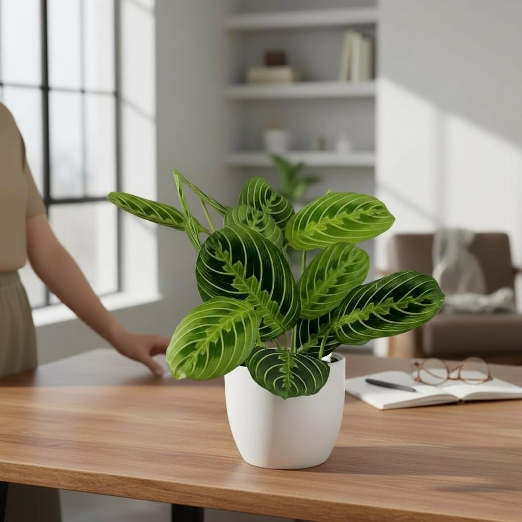 Live Plant, Lemon Lime Maranta Prayer Plant, Pet Friendly, Air Purifying Plant, Easy Care, Easy to Grow Live Indoor Plant, Houseplant, Rare Indoor Plant, Home Décor Pot (White)