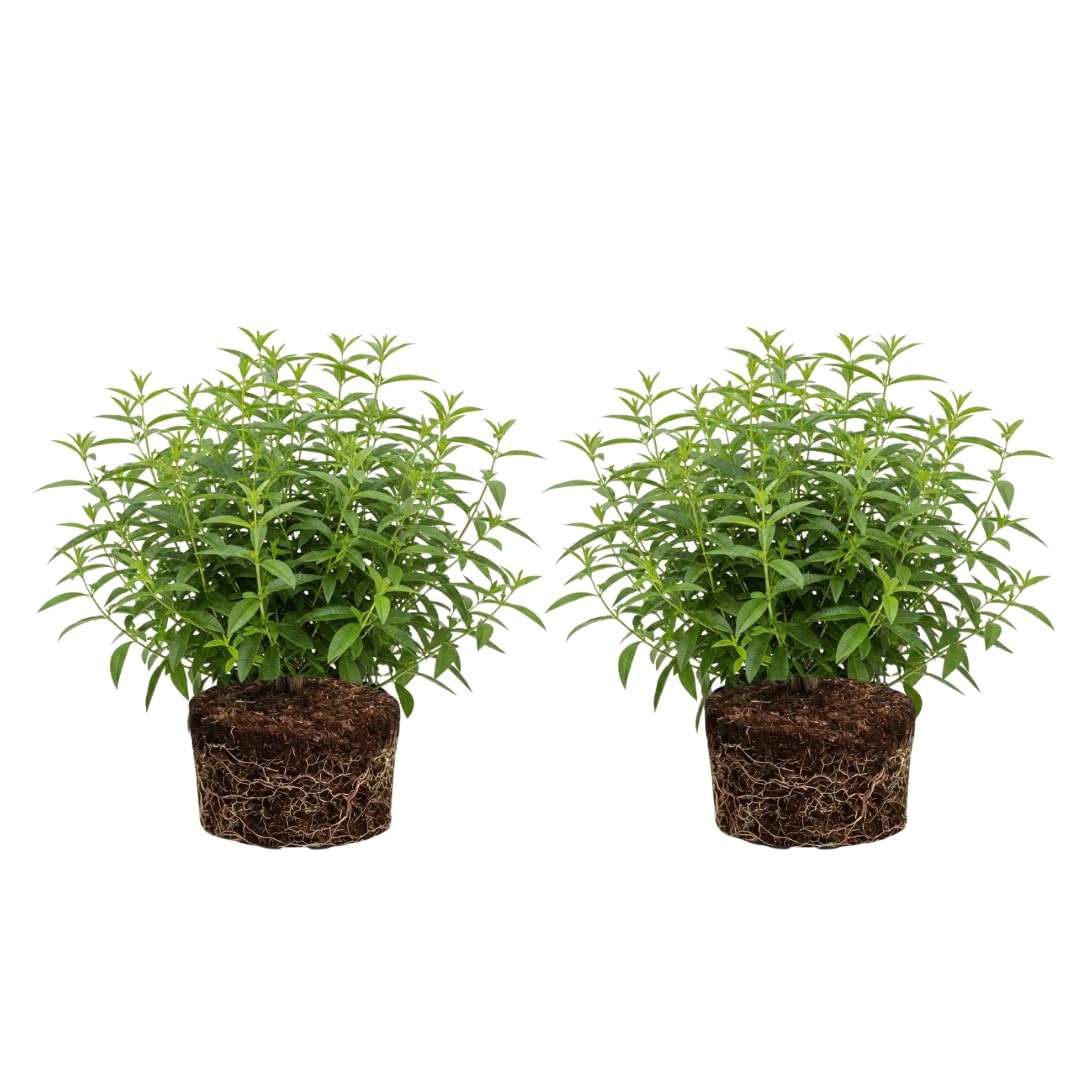 2 Lemon Verbena Plant, 4-Inch Tall Starter Herb, Non-GMO, Fast Growing Edible Herbs, Lemon Verbena Live Plant for Outdoor Garden Planting