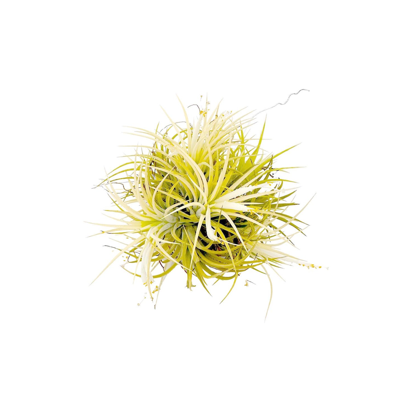 ragnaroc Air Plants - Tillandsia Ionantha Druid Ball, Jumbo 6-9" - 1ct - Live Arrival Guaranteed - House Plants for Home Decor & Gift
