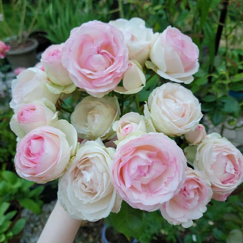 Heirloom Climbing Roses, Live Own Root Plant for Outdoor Garden, Eden Climber®, Lightly Fragrant, Hardiness Zones 5-10, Repeat Blooming