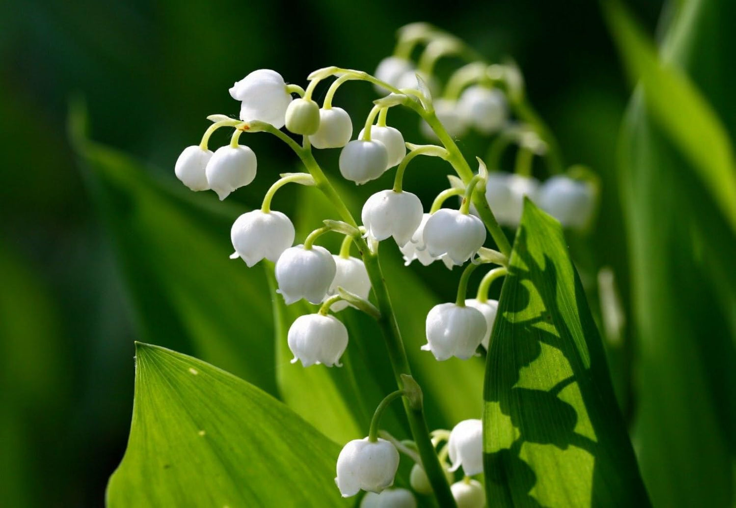 Live Plant - 5 Lily of The Valley Roots/Rhizomes, May Lily, May Bells - Convallaria majalis