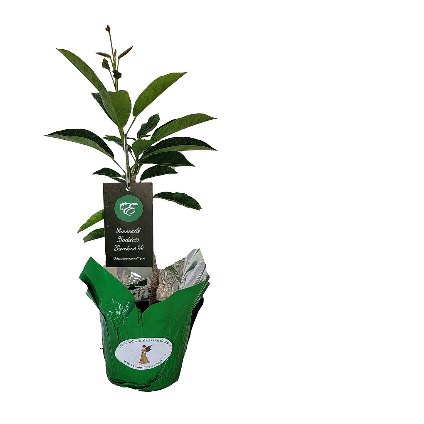 Dwarf Jatropha integerrima - Peregrina - Live Tree Plant - Compact Form - Red Flower - Emerald Goddess Gardens - Starter Sz 4 Inch Pot