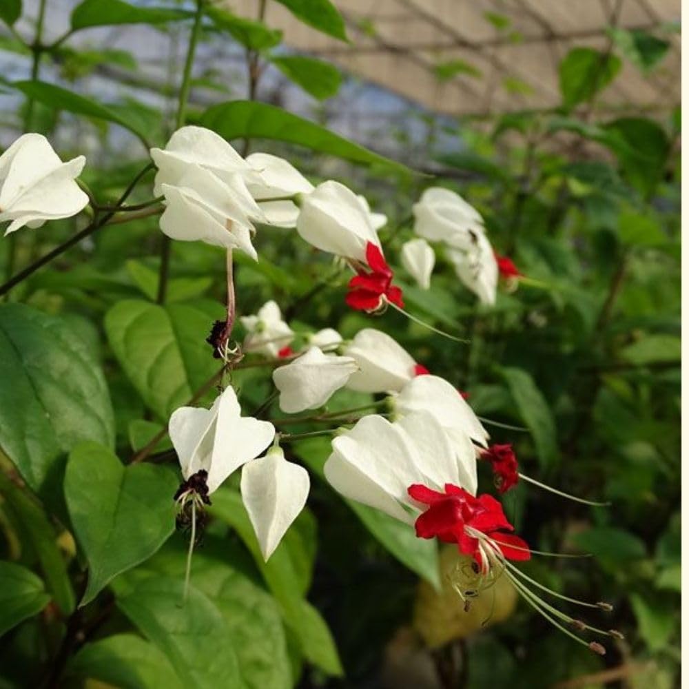 Set 3 White Bleeding Heart Plants Live 4-6 Inch Tall, White Clerodendrum Plant, Bleeding Heart Flowering Vine Plants, Blooming Flowering Vine for Garden Planting