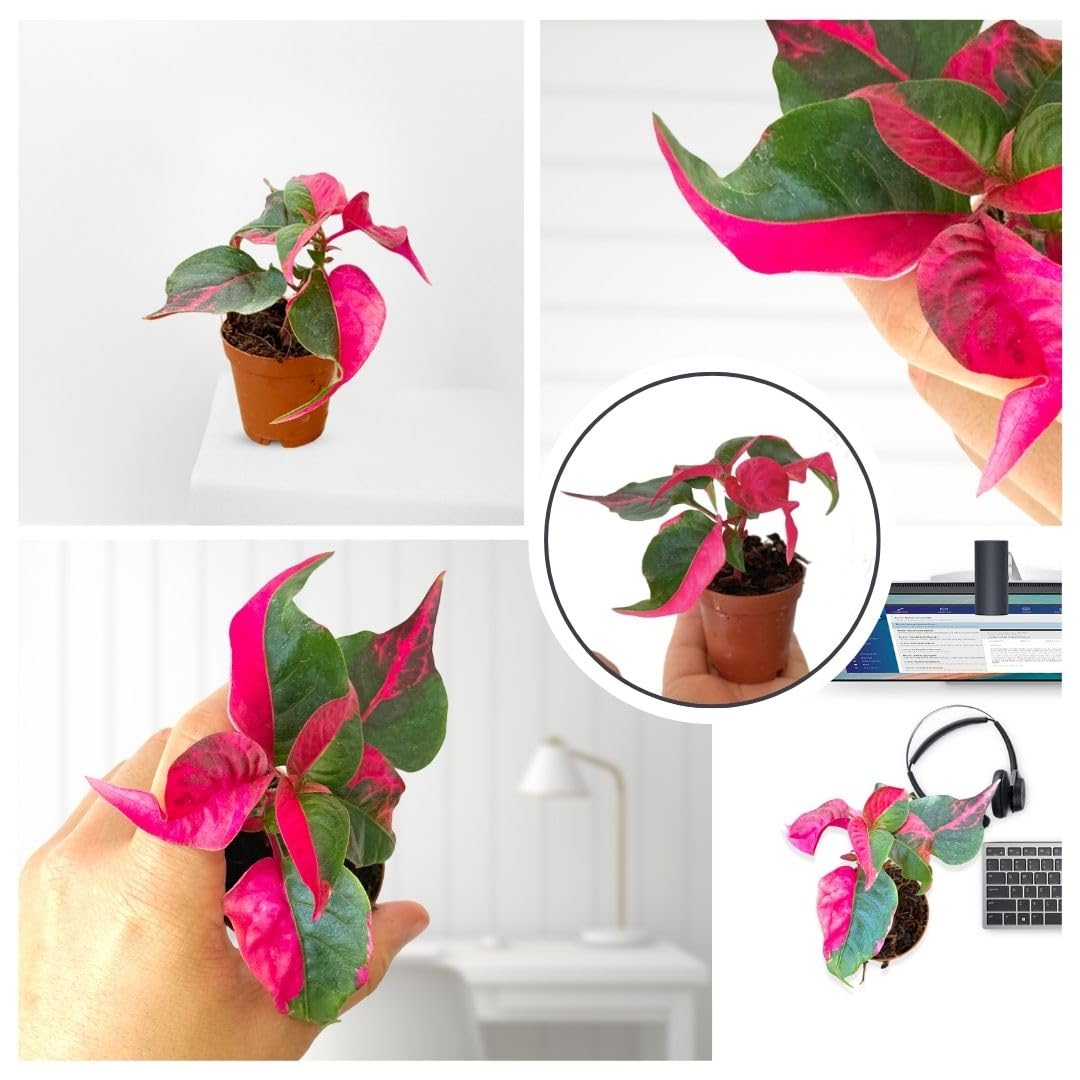 Alternanthera Party Time Live Plant in 2” Pot – Pink and Green Foliage – Foliage for Gardens & Landscapes - Easy Care Outdoor Plant - Green and Pink Shrub
