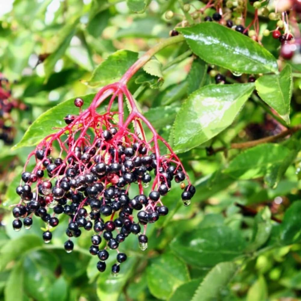 3 Black Elderberry Plants Live, 6-12 Inch Tall, American Elderberry Bush Live Plant, Sweet Elderberries Fruit