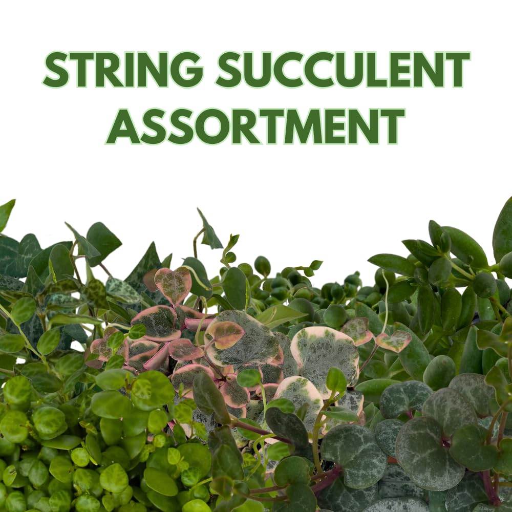 BubbleBlooms Succulent Strings Set of 3 in 2 inch pots Grower's Choice May Include Variegated String of Hearts, Turtles, Pearls, Dolphins, Frogs, or Needles