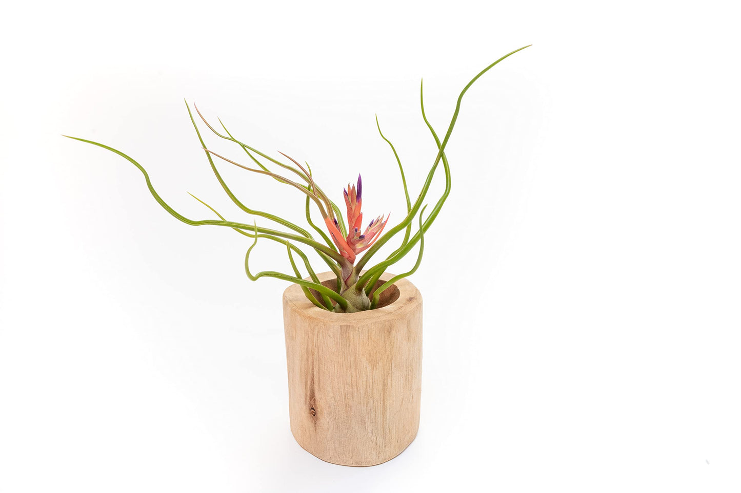 Air Plant Shop 5 Pack Large Bulbosa Belize Air Plants - Succulents - Live Tillandsia - Easy Care Indoor and Outdoor House Plants
