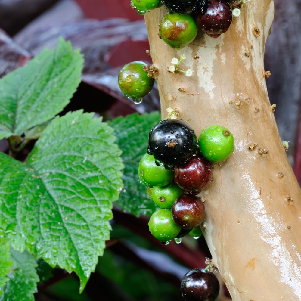 Jaboticaba Fruit Tree Live Plant, Large Size 1 Feet Tall, Jabuticaba Plant Live Great for Home Garden