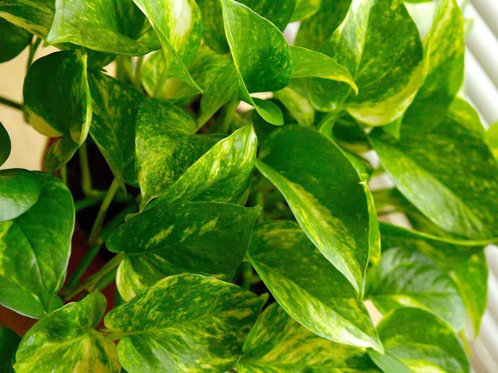 American Plant Exchange Golden Pothos Totem Pole – Live 6-Inch Potted Climbing Vine, Easy-Care Air Purifying Houseplant, Fast-Growing Tropical Indoor Plant for Home, Office & Indoor Décor