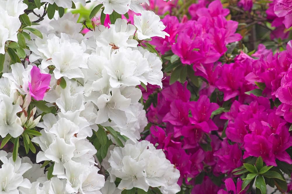 100+ Rhododendron Carolina Azalea Seeds Mix Flowers Shrub Bush Tree Flowers Garden Plant