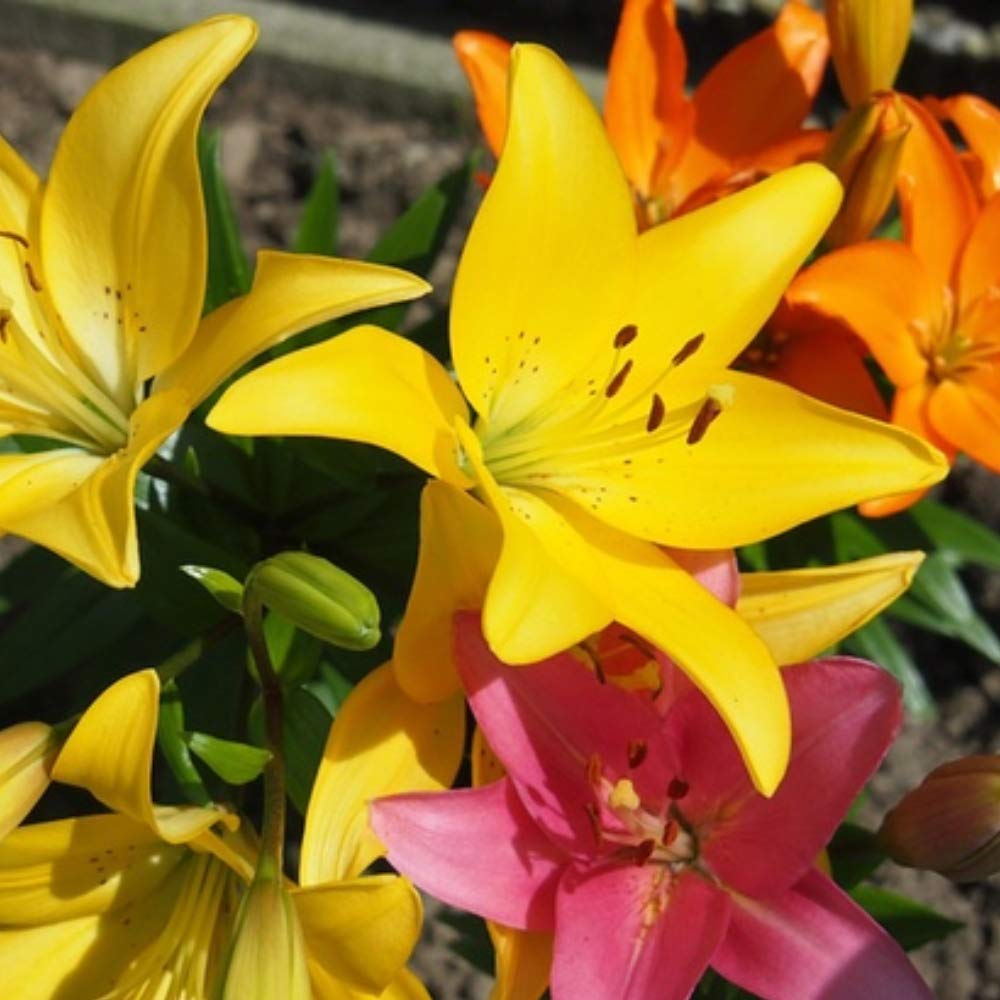 Amazing Deal -Spring & Summer 100 Flower Bulbs for Planting, Garden Party Mix, Sun-Loving Perennial Bulb Collection, Attracts Butterflies, Bees & Hummingbirds, Zones 3-9