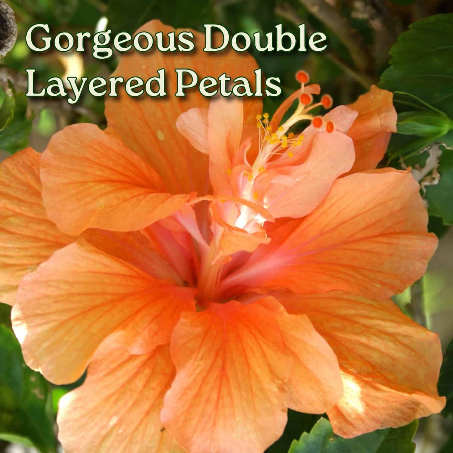Hibiscus Bush - Double Peach Flowering Plant Live - Overall Height 26" to 28" - Tropical Plants of Florida (Plant Only)