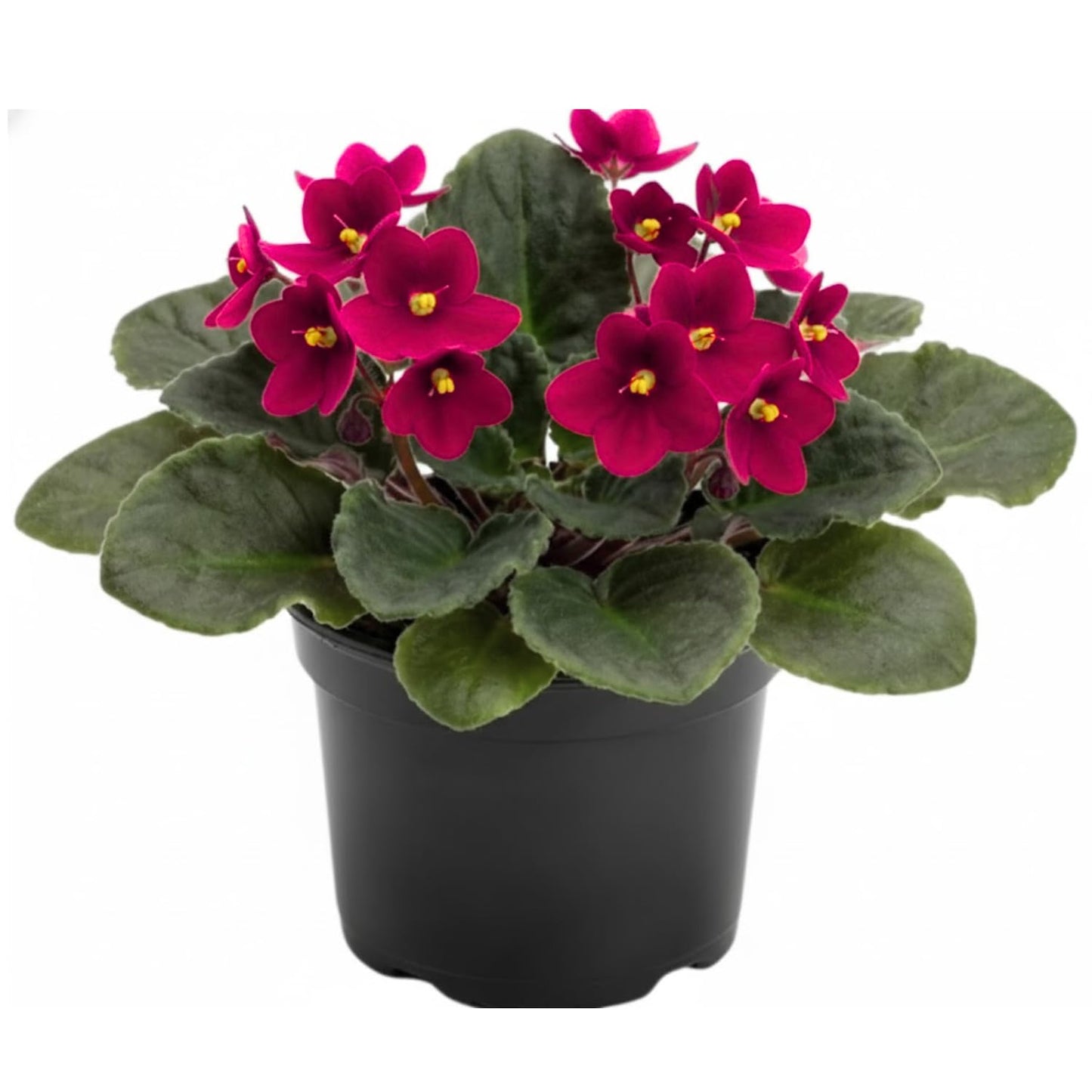 African Violets Live Plant in 4 Inch Pot, Red Burgundy Blooms, Perennial Flower Houseplant African Violet Plant for Indoors Outdoor Garden