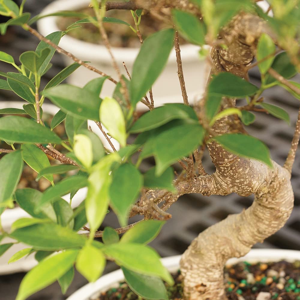 Brussel's Bonsai - Live Golden Gate Ficus Bonsai Tree with Ceramic Bonsai Pot & Humidity Tray, Indoor Bonsai Plant, 10 Years Old, 16-20 Inches Tall, Easy Care Houseplant for Home or Office (Large)