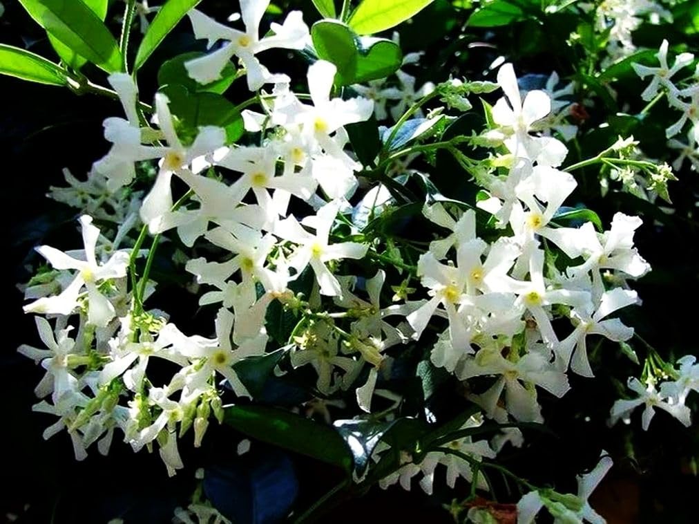 Rare Scented Jasmine Flower Easy to Grow 5g Seeds