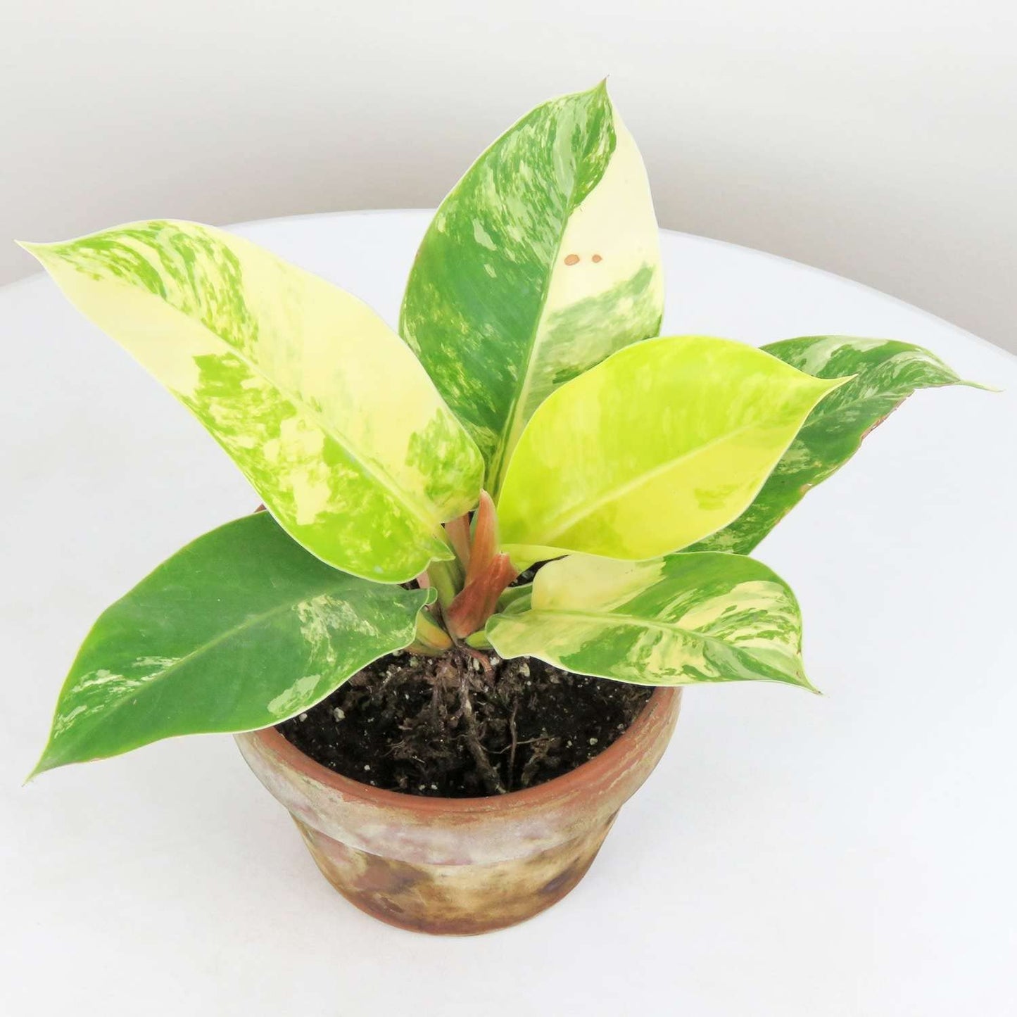 Philodendron Moonlight Live Plant for Indoor | Different Houseplants in 4'' & 6'' Pot | Real House Plant for Living Room, Office, Desk & Bathroom | Moonlight