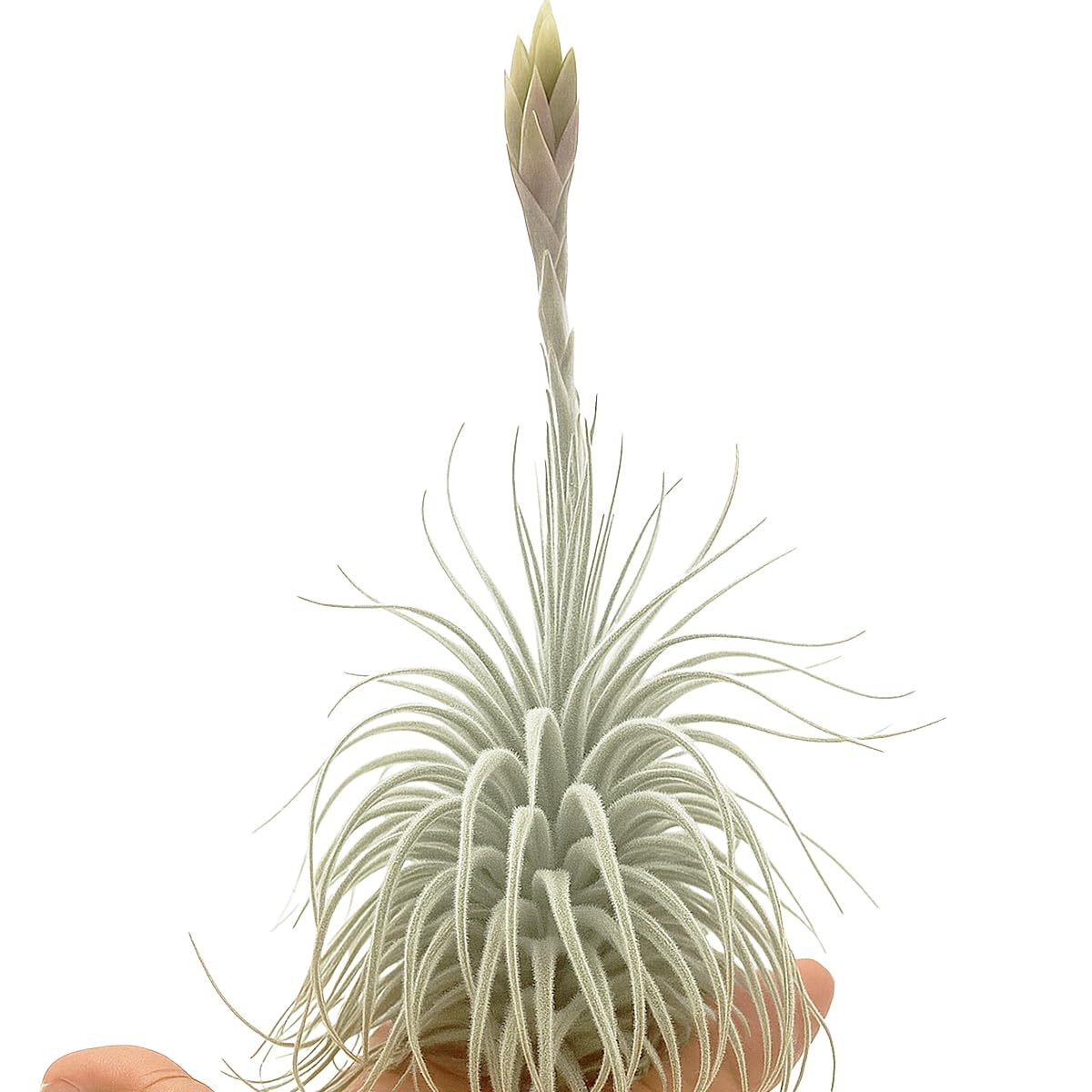 ragnaroc Live air Plant - Tillandsia Tectorum Air Plant 4-6" – 2ct – Unique Shape with Silvery Fuzz – Low Maintenance Houseplant – Perfect for Decor, Terrariums, Gifts - Live Arrival Guaranteed