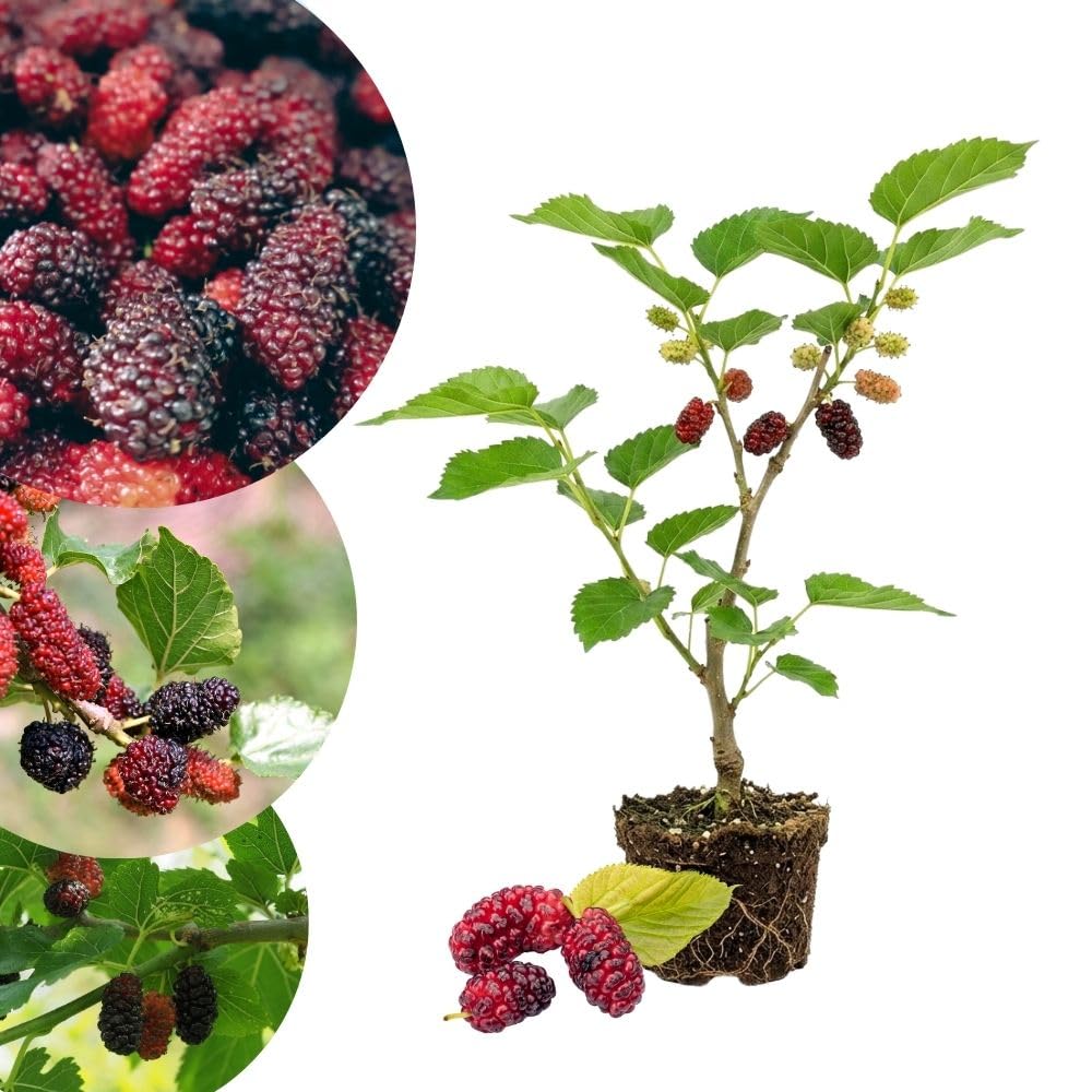 Dwarf Everbearing Mulberry Tree Live Plant for Planting, Mulberry Tree, Everbearing Fruit Tree, 4-7" Tall Plant