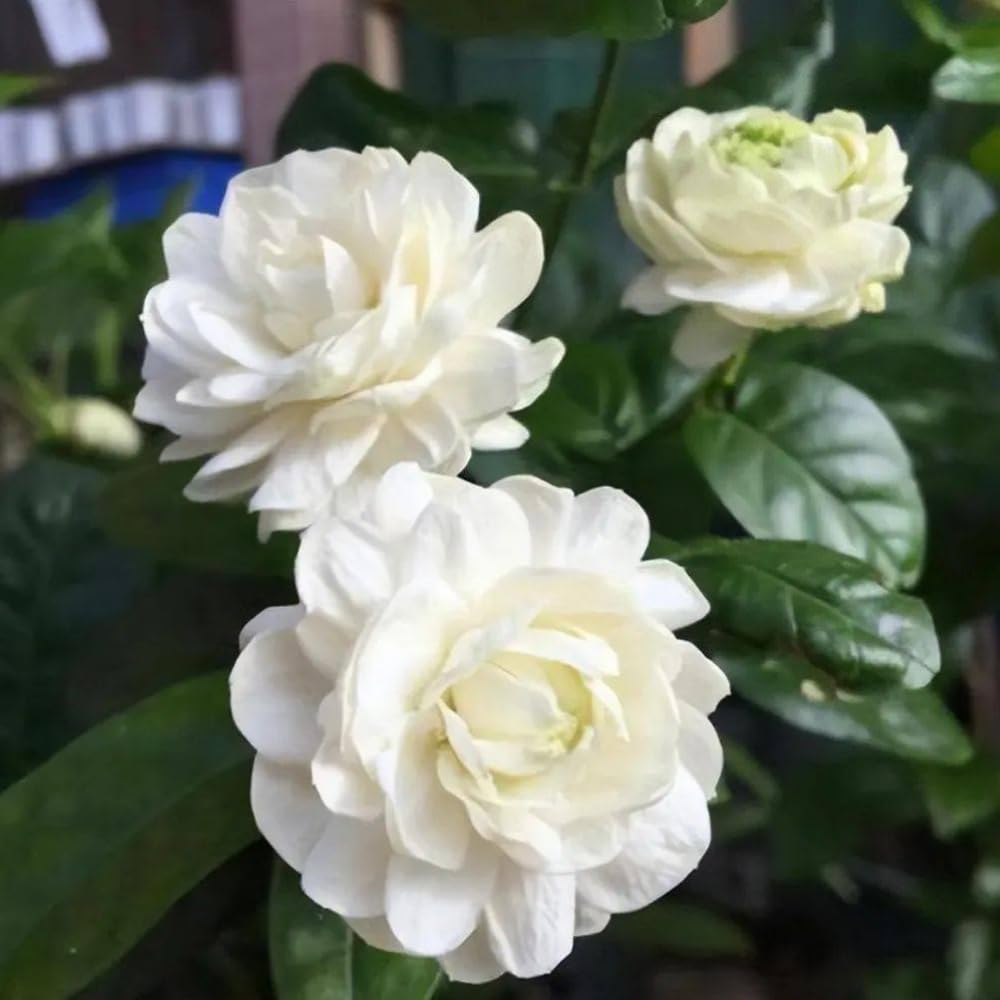 3 Jasmine Plants Live, Mix Jasmine Flower Plants Live Between 5 and 7Inc Long Outdoor Planting Indoor Fragrant Flowers, Easy to Plant