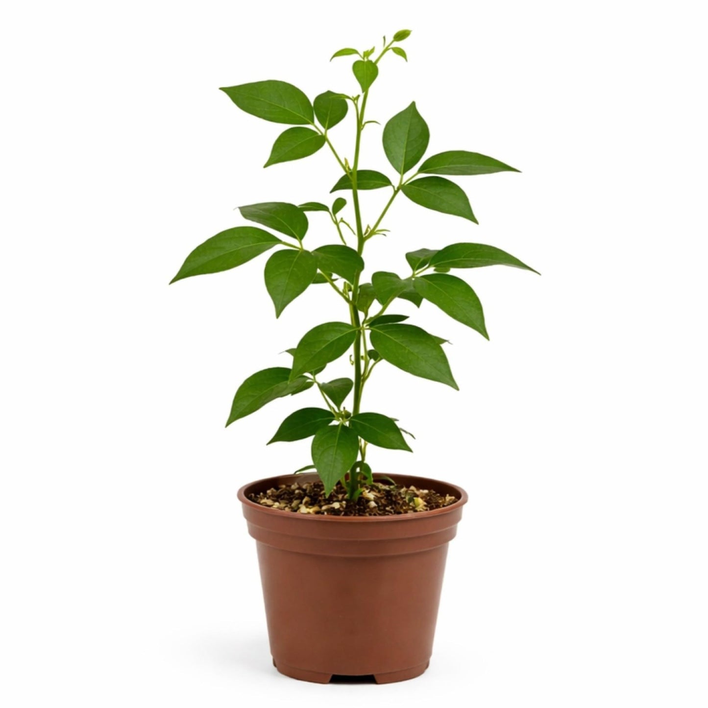 Easy to Grow Corkscrew Vine 1 Plant - Potted Perennial Flower in a Quart Pot, Summer Fragrant Purple, Pink & Ivory Blooms in Sun (Vigna Caracalla)