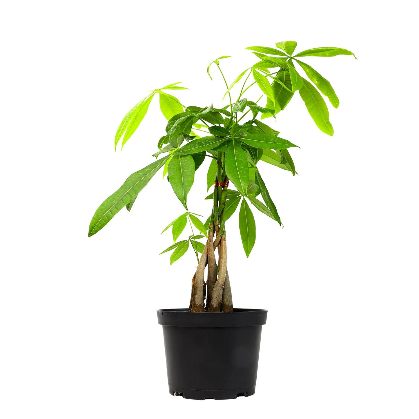 Money Tree Plant Indoor House Plants, Chinese Money Plant Decor, Bonsai Tree Feng & Live Pothos Plants (4PK) Indoor Plants Live Houseplants, Pothos Live Plant House Plants Indoors Live Plants