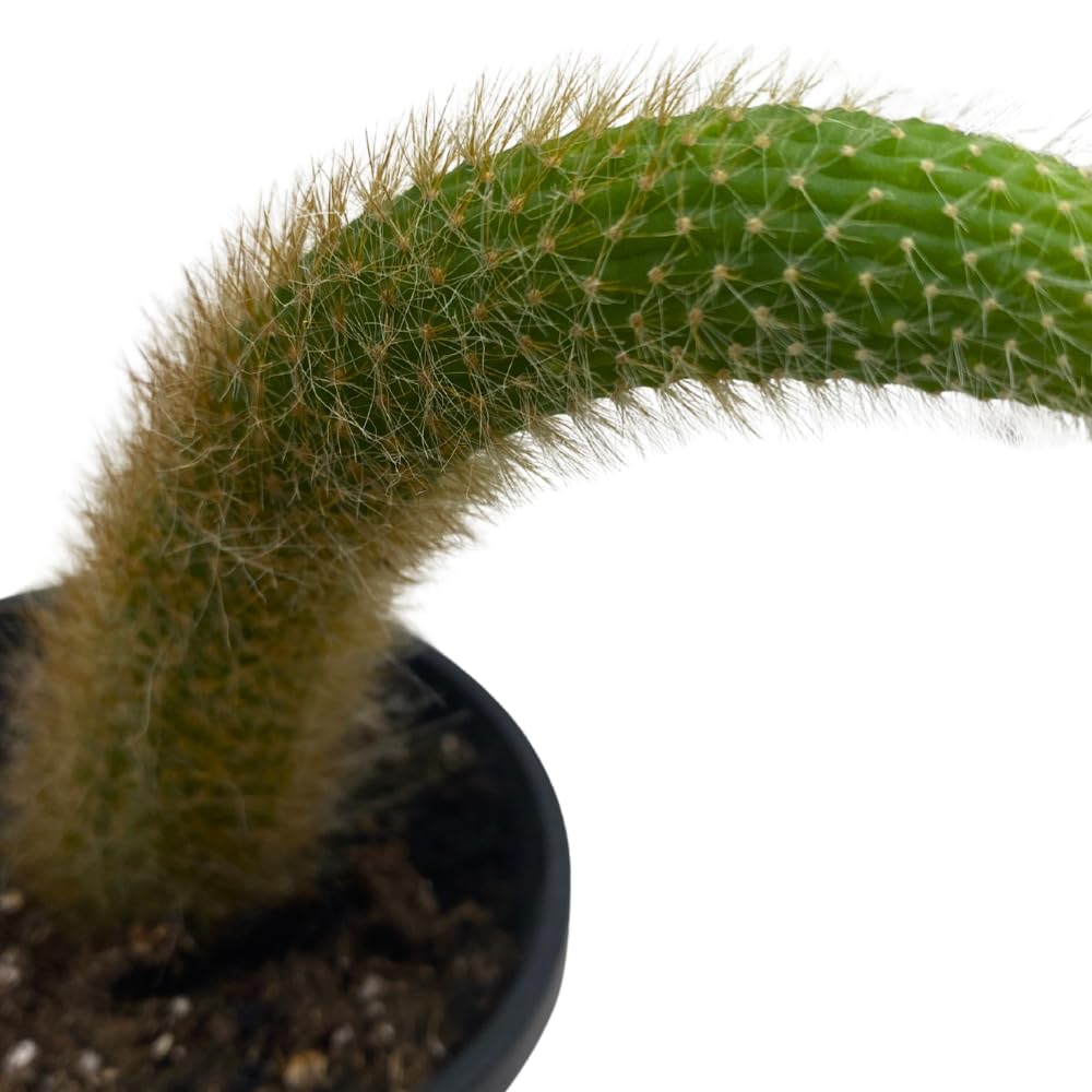 BubbleBlooms Monkey Tail Cactus in a 4 inch Hanging Basket