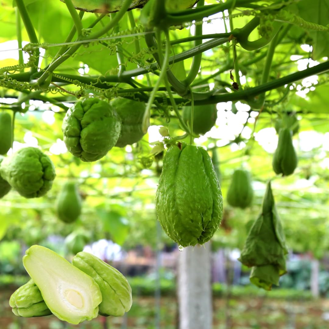 Live Chayote Squash Plant, Green Chayote Squash, Vegetable Plant Live, 8 to 10 Inches Tall for Outdoor Garden