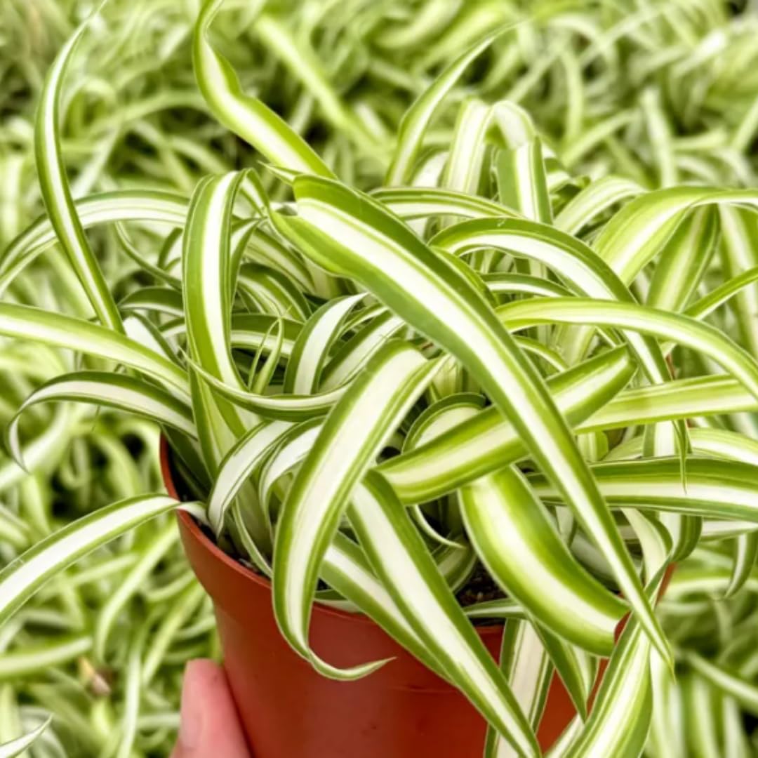 Curly Spider Plant Live, Variegated Houseplant in 4 Inch Pot, Ready to Grow Indoors or Outdoors