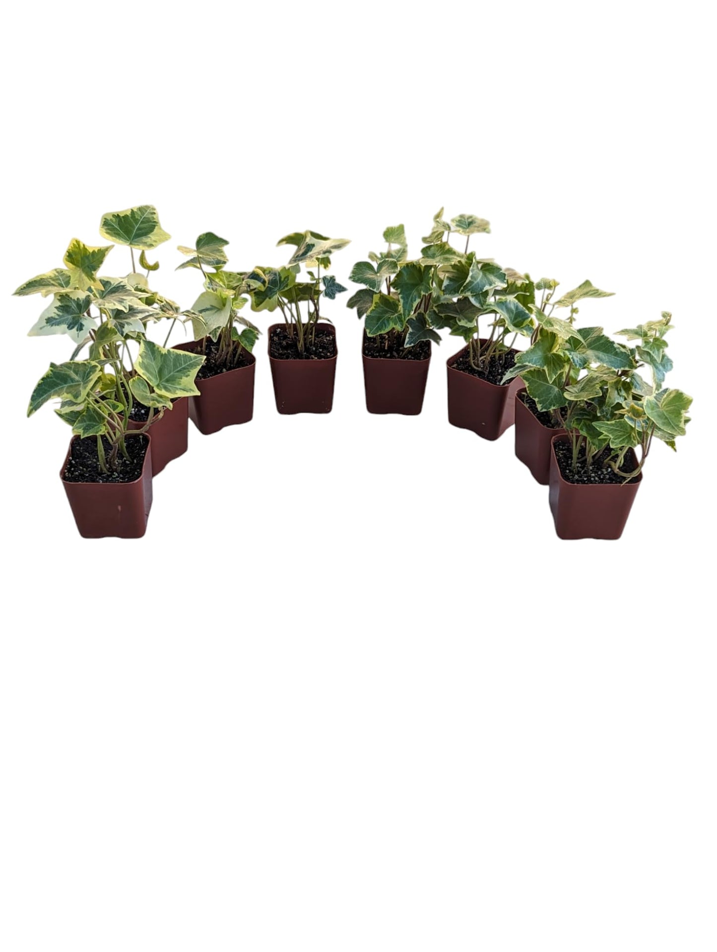 Gold Child English Ivy Plants, Set of 8, Hardy Groundcover, 2 1/4" Pot