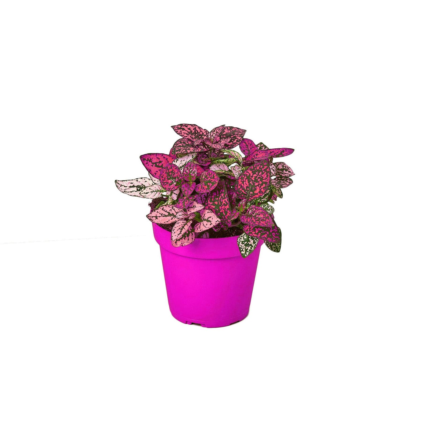 4 Pack Hypoestes 'Polka Dot' in 4in Pot - Live Tropical Houseplant - Easy to Grow | Variegated | USA Growers | The Snobby Leaf