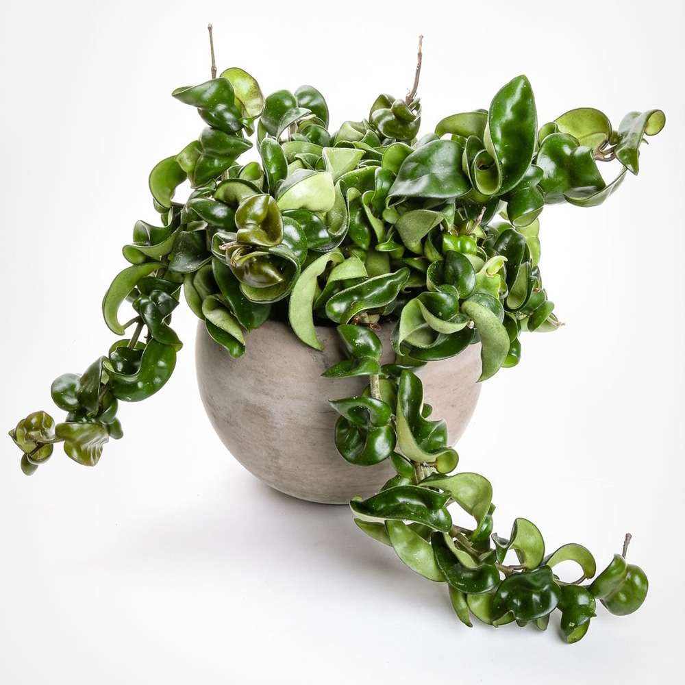 Hoya Rope Live Plant for Indoor | Different Houseplants in 4'' & 6'' Pot | Real House Plant for Living Room, Office, Desk & Bathroom | Hindu Porcelain Flower | Honey Krinkle Curl