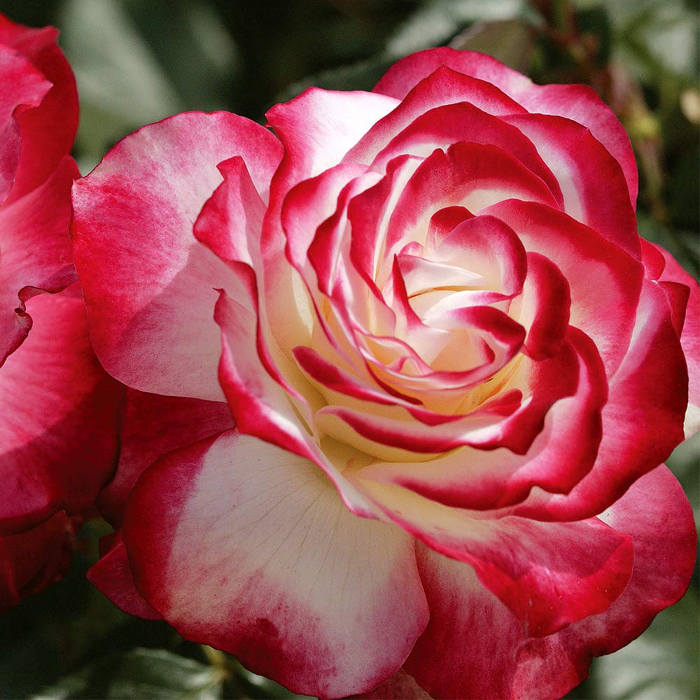 Heirloom Roses Rose Bush Live - Cherry Parfait™ Live Grandiflora Rose Plant for Outdoor Planting