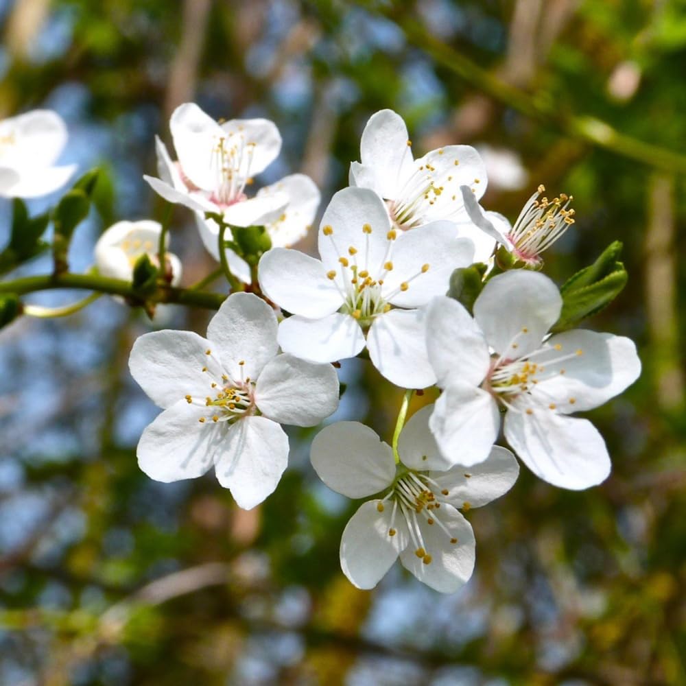 Cherry Blossom Tree, Live Ornamental Tree 6-12" Tall in Pot, Beautiful Spring Blooms for Outdoor Planting (Snow Cherry Blossom)
