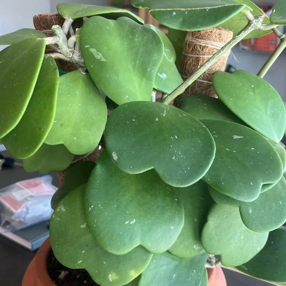 Live Green Hoya Kerrii Plant | Heart Leaf Vine in 4-Inch Pot | Established Tropical Indoor Plant | Versatile Heart-Shaped Foliage for Modern Design
