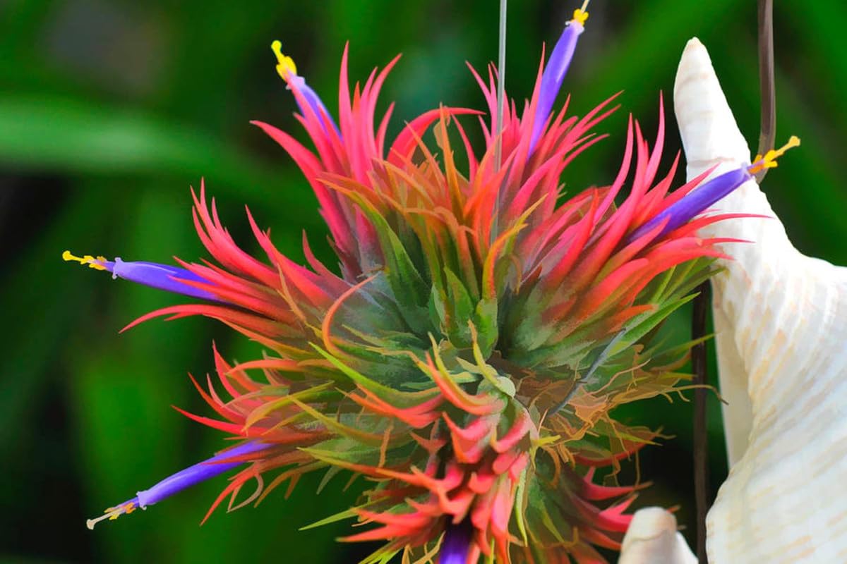 9 Red Tillandsia Air Plants Live House Plant, 9 Plants, Air Plants for Garden, Tillandsia Plants Live, Sucullent Plants Live