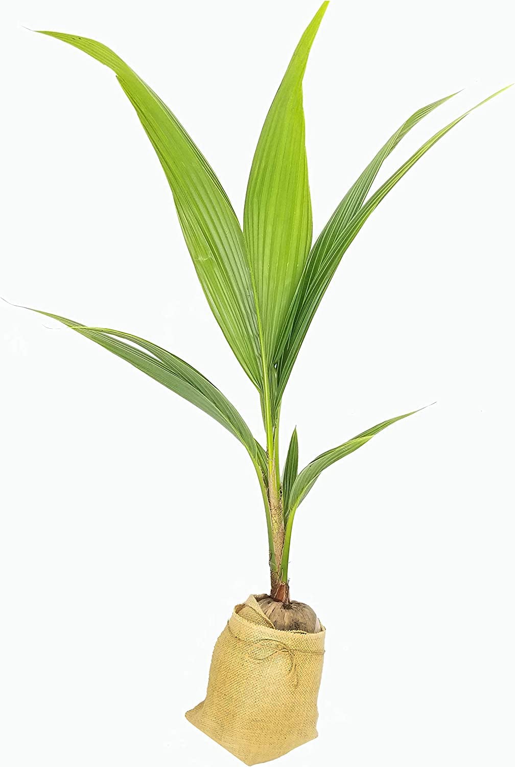 Live Coconut Palm Tree 1 to 4 Feet Tall XL Sprouted Cocos Nucifera Live Plant OK to Ship to California Green Dwarf Malayan