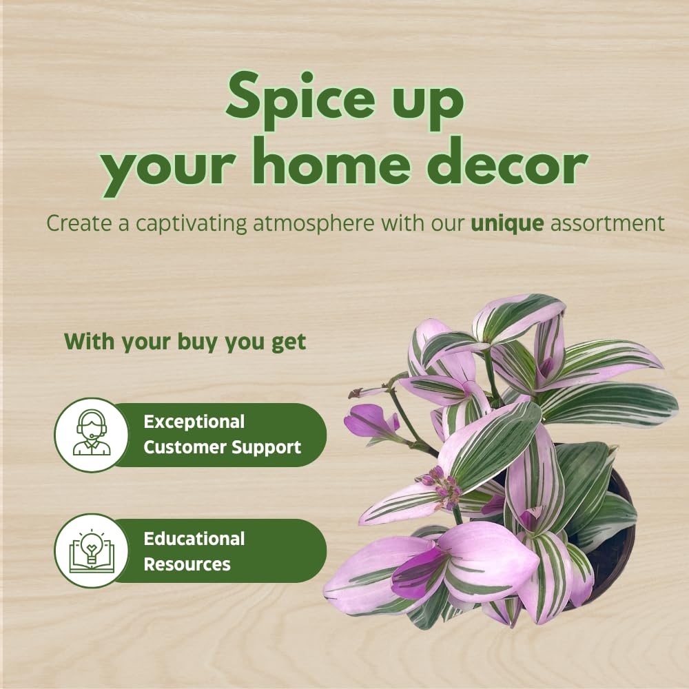 BubbleBlooms Wandering Dude Assortment Tradescantia Variety Set of 2 in 4 inch pots