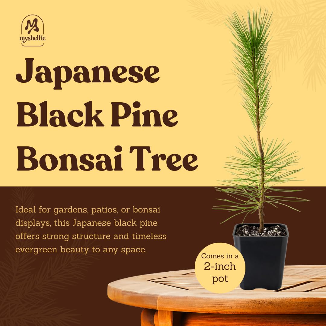 My Shelfie - Japanese Black Pine Bonsai Tree, Tall Bonsai Tree Live, Live Plants for Outdoor or Indoor Garden, 2-Inch Pot