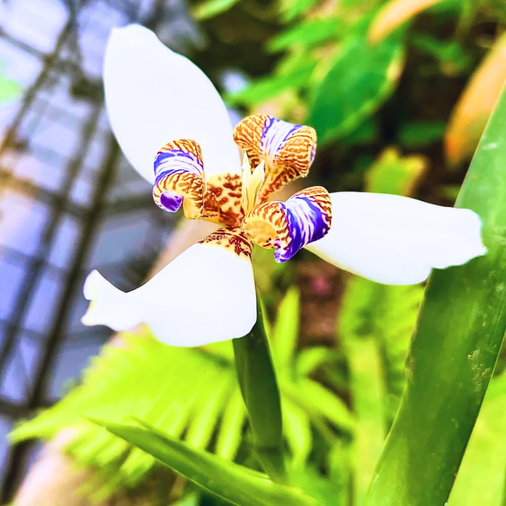 4 Iris Plants, Walking Iris Plants from 5 Inches Tall Bareroot, Purple Iris Flowering Plants
