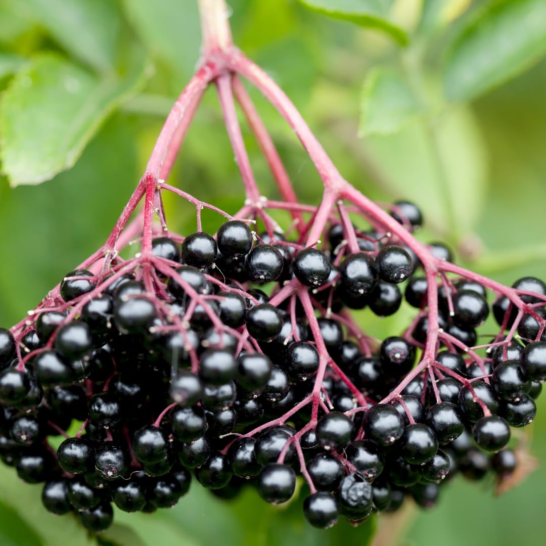 Set of 5 Elderberry Plants Live, Elderberry Cuttings, Sweet Fruit, 6-10 Inch Tall for Growing