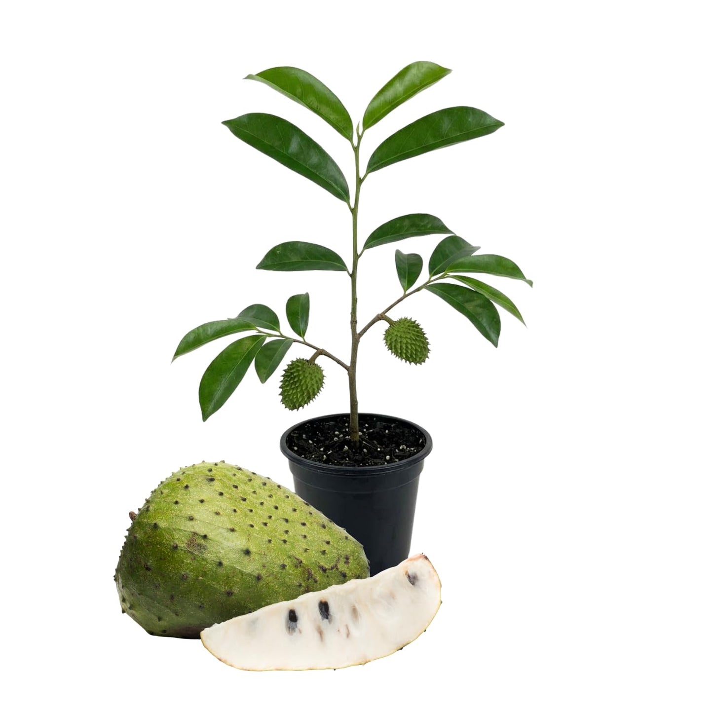 Soursop Tree Plant Live, Well Rooted Sweet Soursop Fruit Plants, Annona Muricata Soursop Tree, Container and Garden Growing