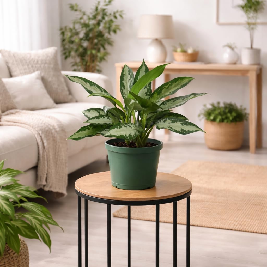 Aglaonema Silver Bay Live Indoor Plant in 6 Inch Pot, Chinese Evergreen Houseplant, Easy Care Low Light Tropical Plant for Home and Office