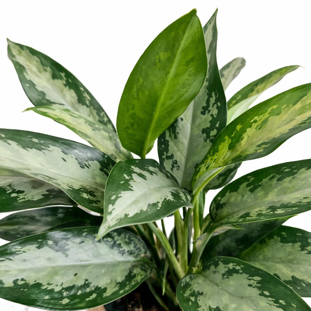 Aglaonema Silver Bay Live Indoor Plant in 6 Inch Pot, Chinese Evergreen Houseplant, Easy Care Low Light Tropical Plant for Home and Office