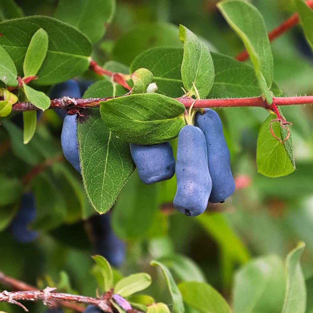 Live Honeyberry Plant, 4 to 6 Inch Tall Sweet Blue Honeyberry Starter Plant for Outdoor Garden, Honeyberry Haskap Plants Bare Root, Honeyberry Bush Live Plant, Haskap Berry Plant