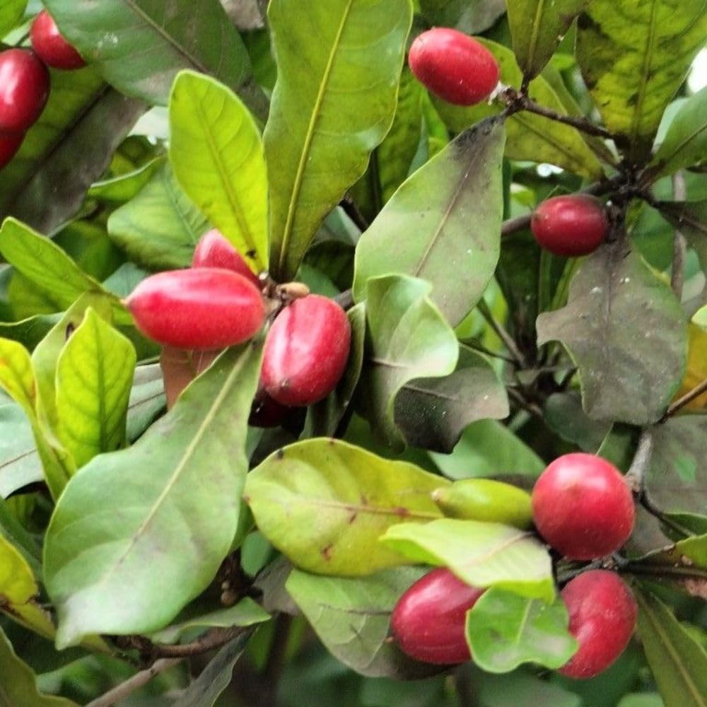 Miracle Fruit Tree Live Plant, 1-2 Ft Tall, Edible Miracle Berry Plants for Tropical Outdoor, 3 Gallon Pot Plant,No Shipping CA