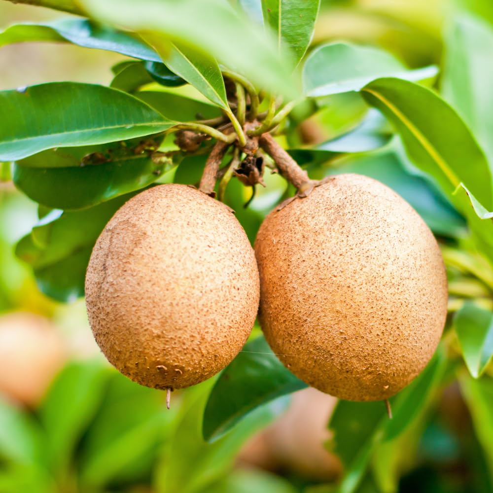 Sapodilla Tree Live Plant in 1 Gallon Pot, Sweet and Edible Fruit for Home Gardens, Sapote Seedlings from 2 to 3 Feet Tall